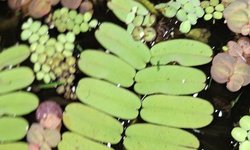 Brazilian Salvinia Oblongifolia #5