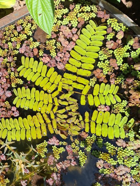 Brazilian Salvinia Oblongifolia #1