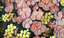 RED Red Root Floater #6