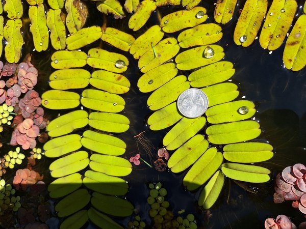 Brazilian Salvinia Oblongifolia #1