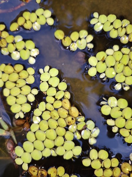 Salvinia Cucullata #1