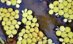 Salvinia Cucullata #1