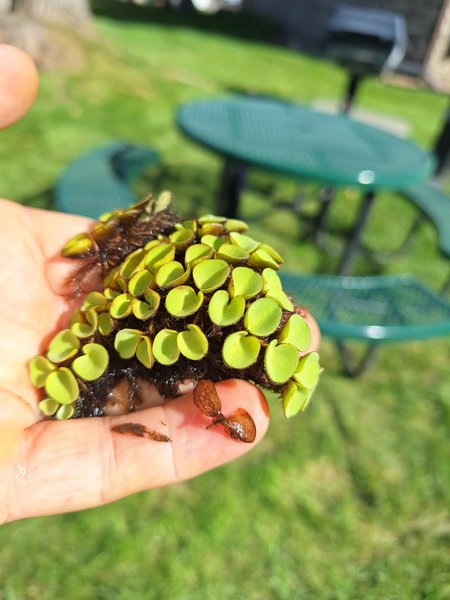 Salvinia Cucullata #1