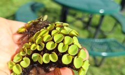 Photo 2 of Salvinia Cucullata #1