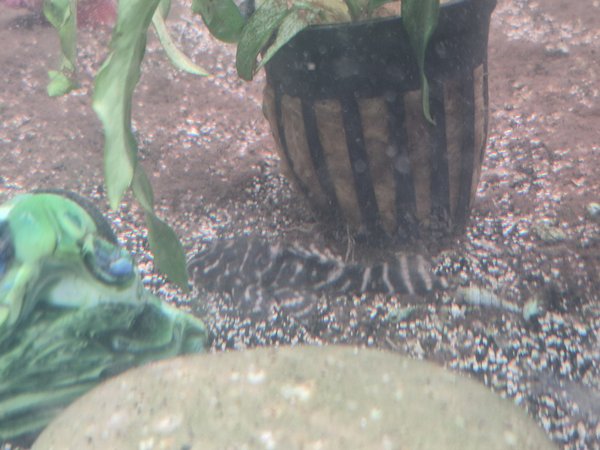L204 Flash / Emperor Pleco