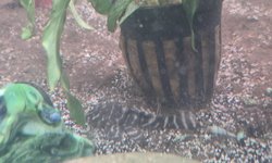 L204 Flash / Emperor Pleco
