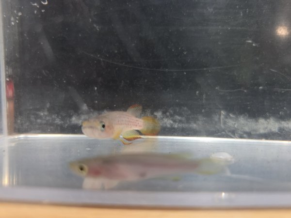 Sorry-Poor photo