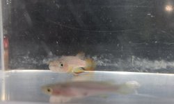 Epiplatys lamottei Koule GRC 90-178