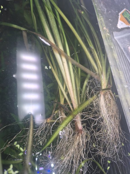 Spotted Val Plant/ Wisteria Plant