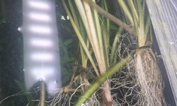 Spotted Val Plant/ Wisteria Plant