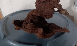 Mopani Drift Wood