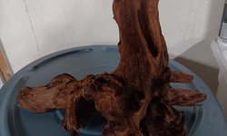 Mopani Drift Wood