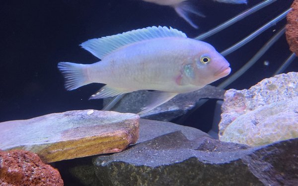 Cobalt Blue - 1 adult fish