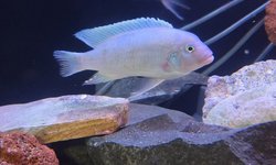 Cobalt Blue - 1 adult fish