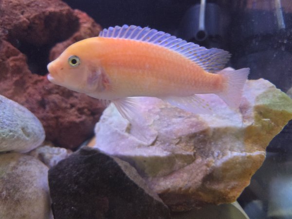 Red Zebra Cichlid - 1 adult