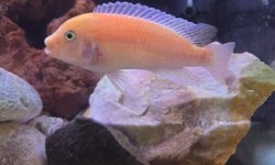 Red Zebra Cichlid - 1 adult