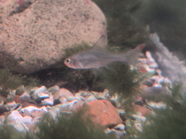 Subwa RummyNose Tetra