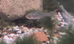 Subwa RummyNose Tetra