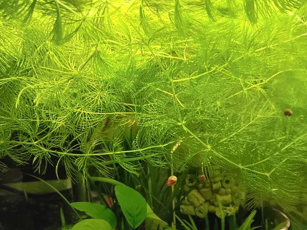 Foxtail