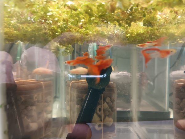 Japan Blue Double Red Guppies (rev trio)