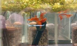 Japan Blue Double Red Guppies (rev trio)