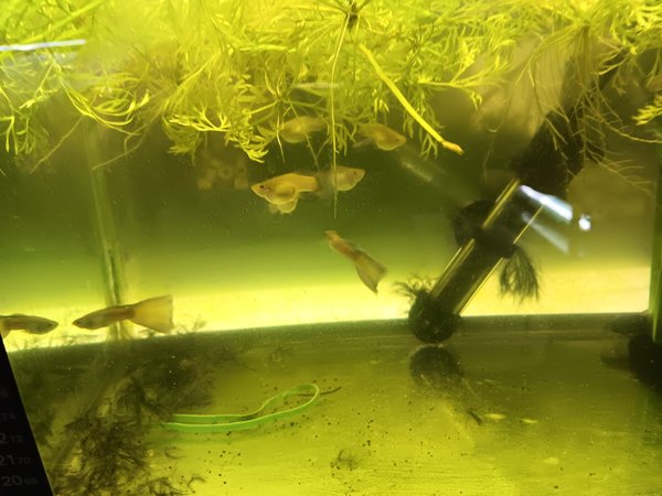 Trio Green Delta Guppies