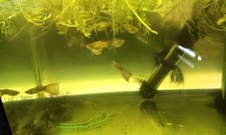 Trio Green Delta Guppies