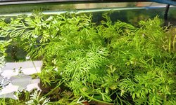 Fine Leaf Watersprite