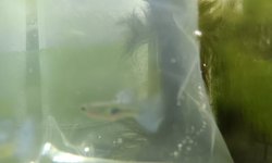 Rev.Trio Blue Grass Guppies