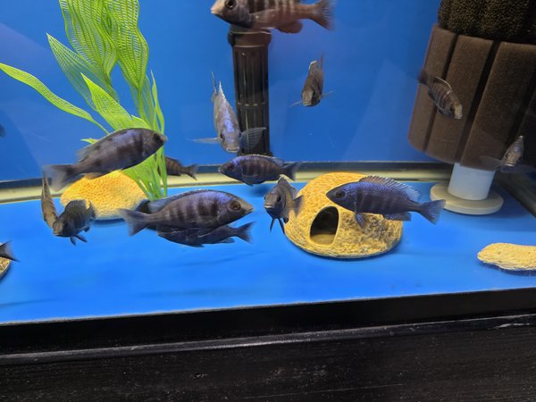 Placidochromis phenochilus-Star Sapphire