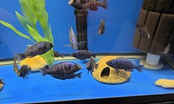 Placidochromis phenochilus-Star Sapphire