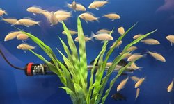 Cyrtocara moorii (Albino Dolphin)