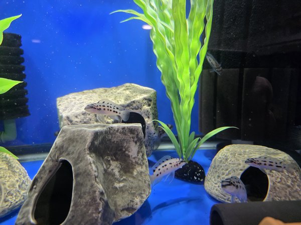 Chalinochromis sp 'ndobhoi'
