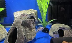 Chalinochromis sp 'ndobhoi'