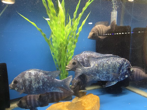 Placidochromis phenochilus-Star Sapphire