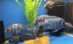 Photo 2 of Placidochromis phenochilus-Star Sapphire