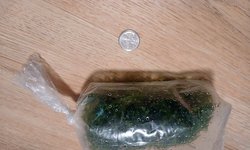 Portion of Moss