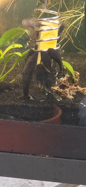 Brown Bristlenose  Plecos