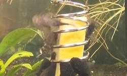 Brown Bristlenose  Plecos