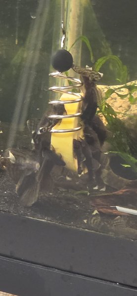 Brown Bristlenose  Plecos