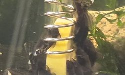 Photo 2 of Brown Bristlenose  Plecos
