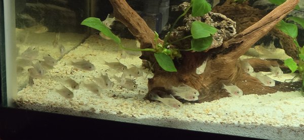 Bolivian Rams