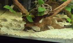 Bolivian Rams