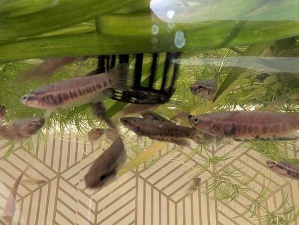 6x Betta Patoti "Red Paser"