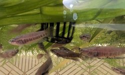 6x Betta Patoti "Red Paser"