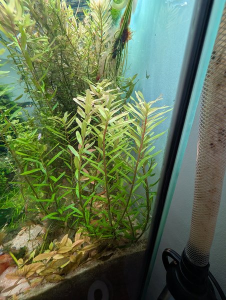 Rotala Macranda