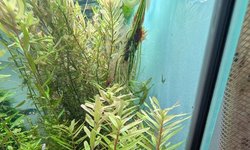 Rotala Macranda