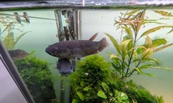 Photo 2 of 6x Betta Patoti "Red Paser"