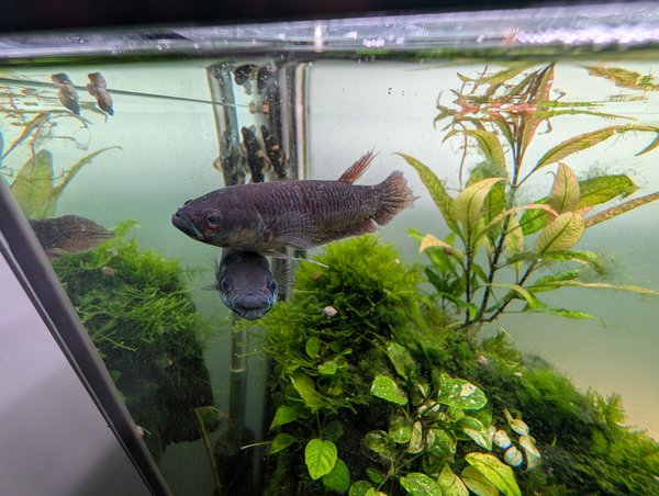 6x Betta Patoti "Red Paser"