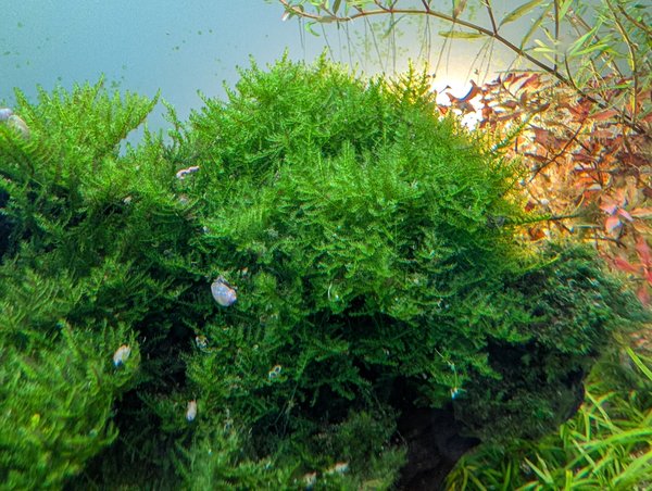Java moss